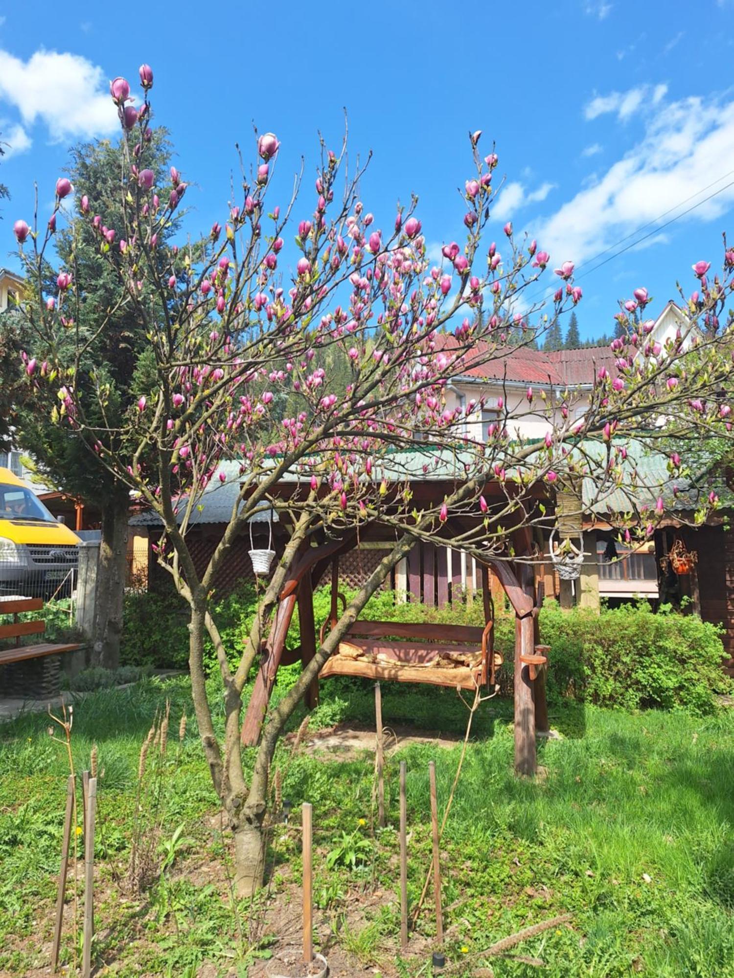Casa Cu Lavanda Vatra Dornei Dış mekan fotoğraf